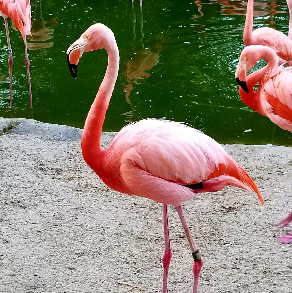 Meet your Posher, Ana